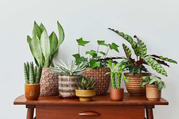 Plantas permanentes: dicas para escolher as mais realistas e decorar sua casa